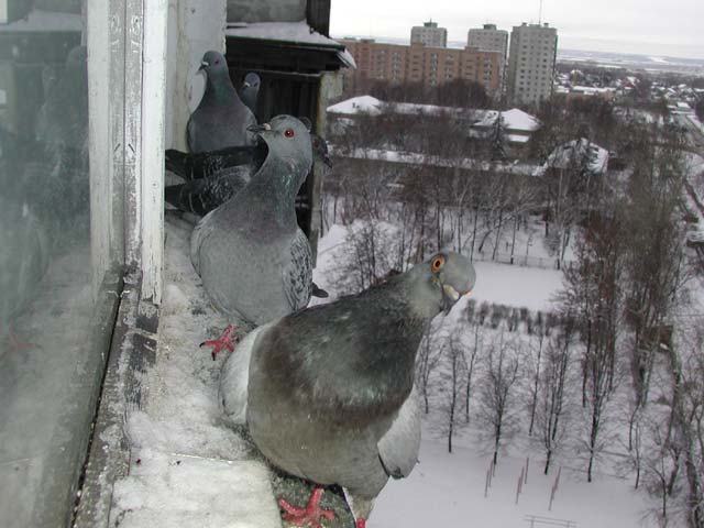 Как отвадить голубей с крыши балкона