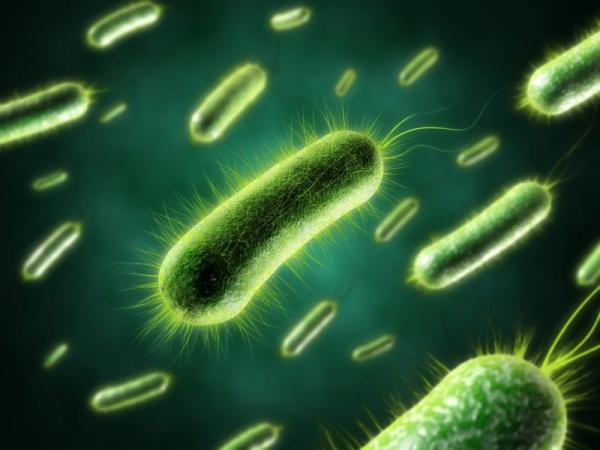 Аэробные бактерии для септиков и выгребных ям