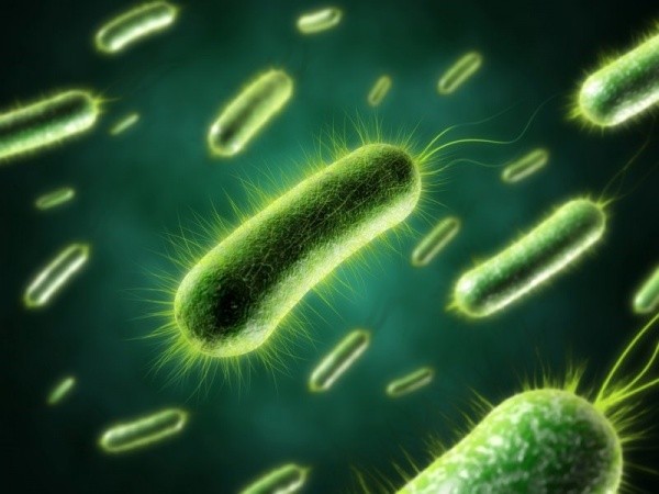 Аэробные бактерии для септиков