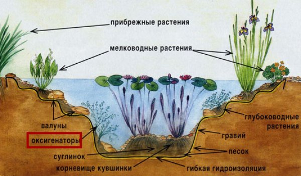 Растения для пруда