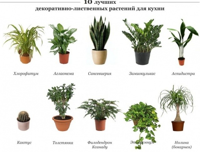 Комнатные растения в интерьере