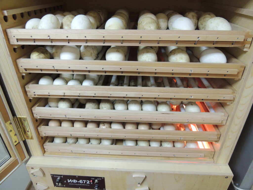 как сделать инкубатор для яиц